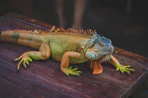  伊格納 (Iguana) 擁有令人驚嘆的爬行速度和令人垂涎的體型！