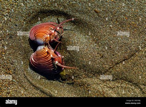  Veneridae: 擁有美麗貝殼的雙瓣動物，牠們是如何在海底生存？