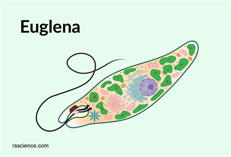  Euglena：這種獨特的鞭毛生物是「單細胞的太陽能工廠」還是「水中的舞者」？