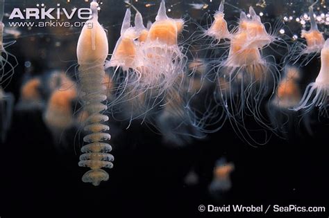  水母 polyps！這些生物可以是水族箱中的閃耀之星，但它們也可能帶來令人難以置信的驚奇。