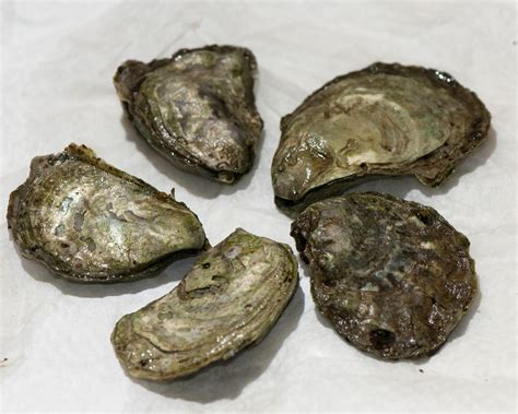  岩 oyster，牠們是海洋中的珠寶匠人嗎？