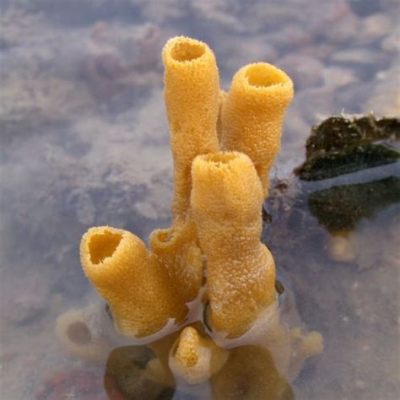   異花 sponges，海洋中奇特的「生物濾水器」！