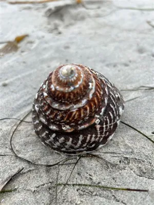   turban Snail： 旋轉的貝殼與慢活哲學的完美結合！