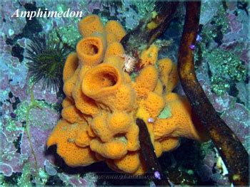  黃色海綿！一種擁有奇特孔洞結構且擅長過濾水流的奇妙生物